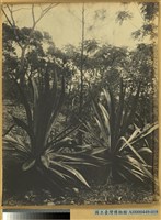 藏品(高雄州恆春郡港口美園麻栽培之景)的圖片